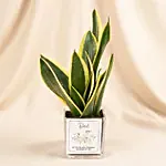 Elegant Sansevieria Desktop Plant For Dad Gift