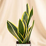Elegant Sansevieria Desktop Plant For Dad Gift