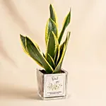Elegant Sansevieria Desktop Plant For Dad Gift