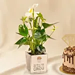 Super Dad Chocolate Cake & White Anthurium Plant Gift