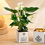 White Anthurium Plant & Chocolate Gift Set for Dad