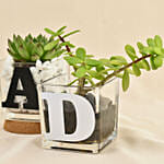 Trio Of Plants For Dad