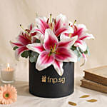 Pretty Pink Lilies