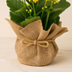 Jute Wrapped Yellow Kalanchoe Plant