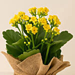 Jute Wrapped Yellow Kalanchoe Plant