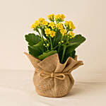 Jute Wrapped Yellow Kalanchoe Plant