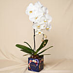 White Phalaenopsis Plant In Glass Vase