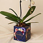 White Phalaenopsis Plant In Glass Vase