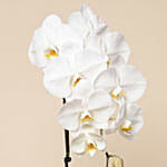 White Phalaenopsis Plant In Glass Vase