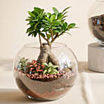 Bonsai Plant and Money Plant in Glass Bowl