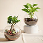 Bonsai Plant and Money Plant in Glass Bowl