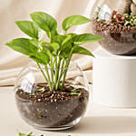 Bonsai, Jade and Money Plant in Glass Bowl