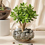 Bonsai, Jade and Money Plant in Glass Bowl