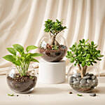 Bonsai, Jade and Money Plant in Glass Bowl