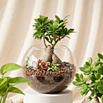 Bonsai, Jade and Money Plant in Glass Bowl