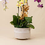 Multicolor Orchid Plants in Premium Pot