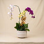 Multicolor Orchid Plants in Premium Pot
