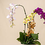 Multicolor Orchid Plants in Premium Pot
