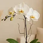 White Orchid Plant In Glass Vase