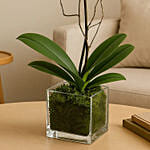 White Orchid Plant In Glass Vase