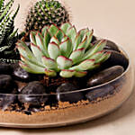 Combo of 3 Plants In Clear Glass Platter