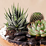 Combo of 3 Plants In Clear Glass Platter