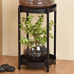 Elegant Dish Garden and Lucky Jade Plant Stand