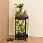 Elegant Dish Garden and Lucky Jade Plant Stand