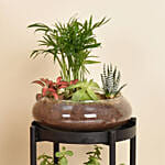 Elegant Dish Garden and Lucky Jade Plant Stand
