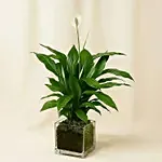 Ganesha Idol with Devotional Ganesha Rakhi and Peace Lily Plant Gift Set