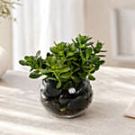 Ganesha Idol with Devotional Shiva Rakhi and Jade Plant Gift Set