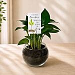 Money Plant Round Vase for Teacher's Day