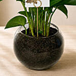 Money Plant Round Vase for Teacher's Day