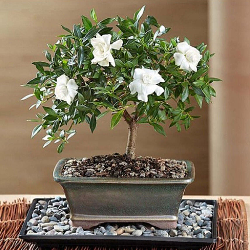 Gardenia Bonsai