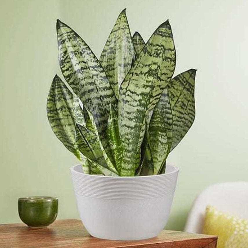 Snake Plant