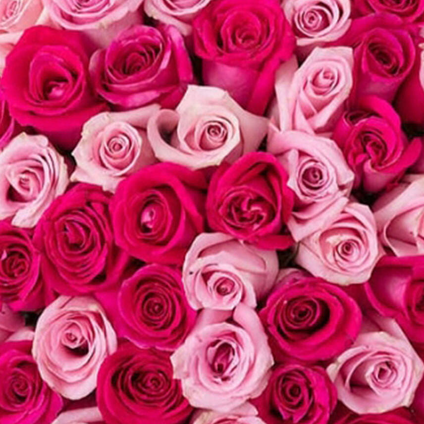 Pink Roses Oasis 50 Assorted Pink Roses Delivery in Singapore - FNP SG
