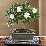 Gardenia Bonsai