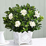 Grand Gardenia