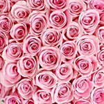 50 Pink Roses