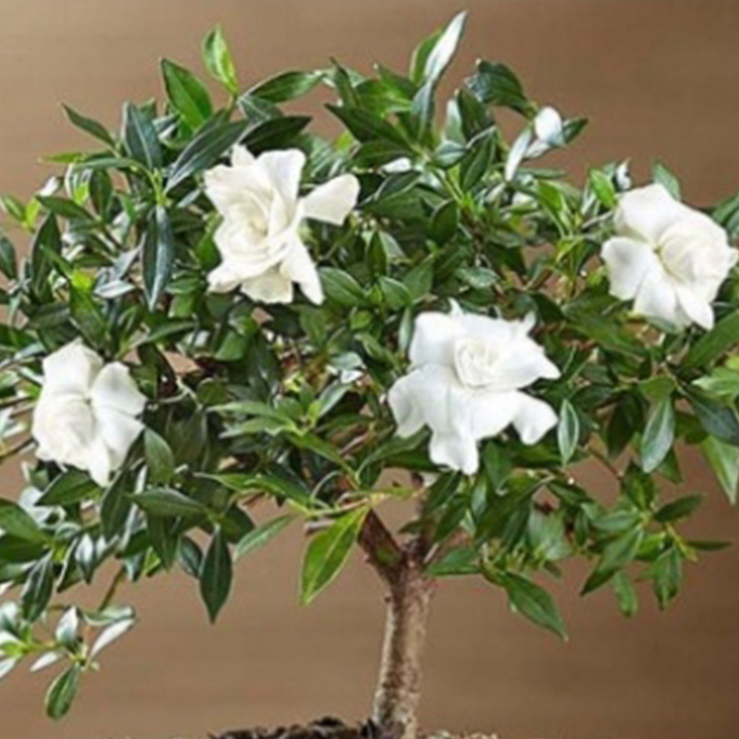 Gardenia Bonsai Delivery in Singapore FNP SG