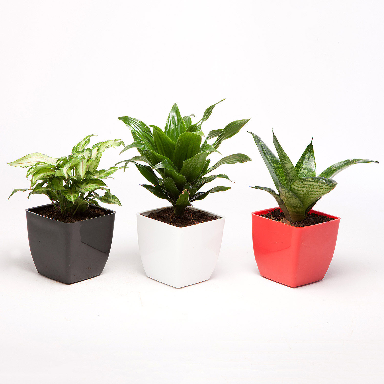 Set Of 3 Green Plants In Plastic Pots Delivery in Singapore - FNP SG