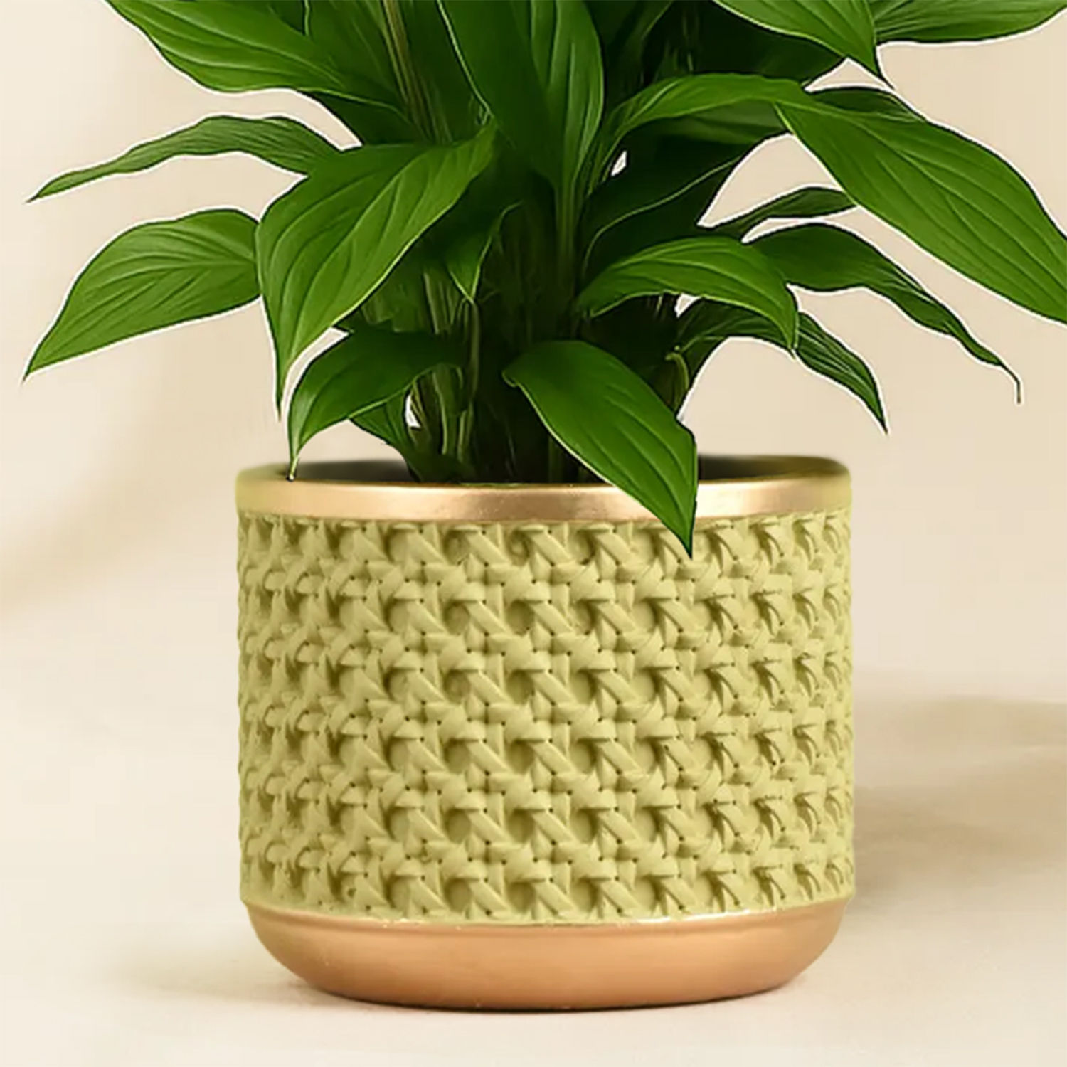 Attractive Peace Lily Plant Delivery in Singapore FNP SG