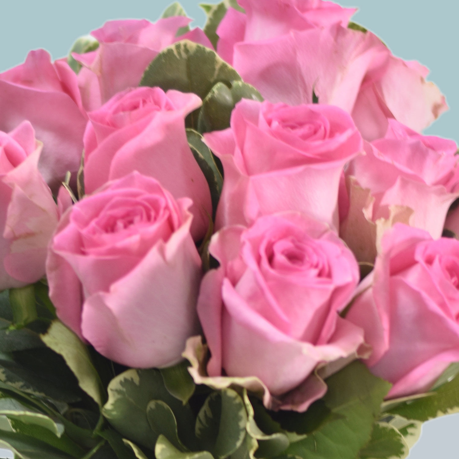 Vase Of 12 Delicate Pink Roses Delivery in Singapore - FNP SG