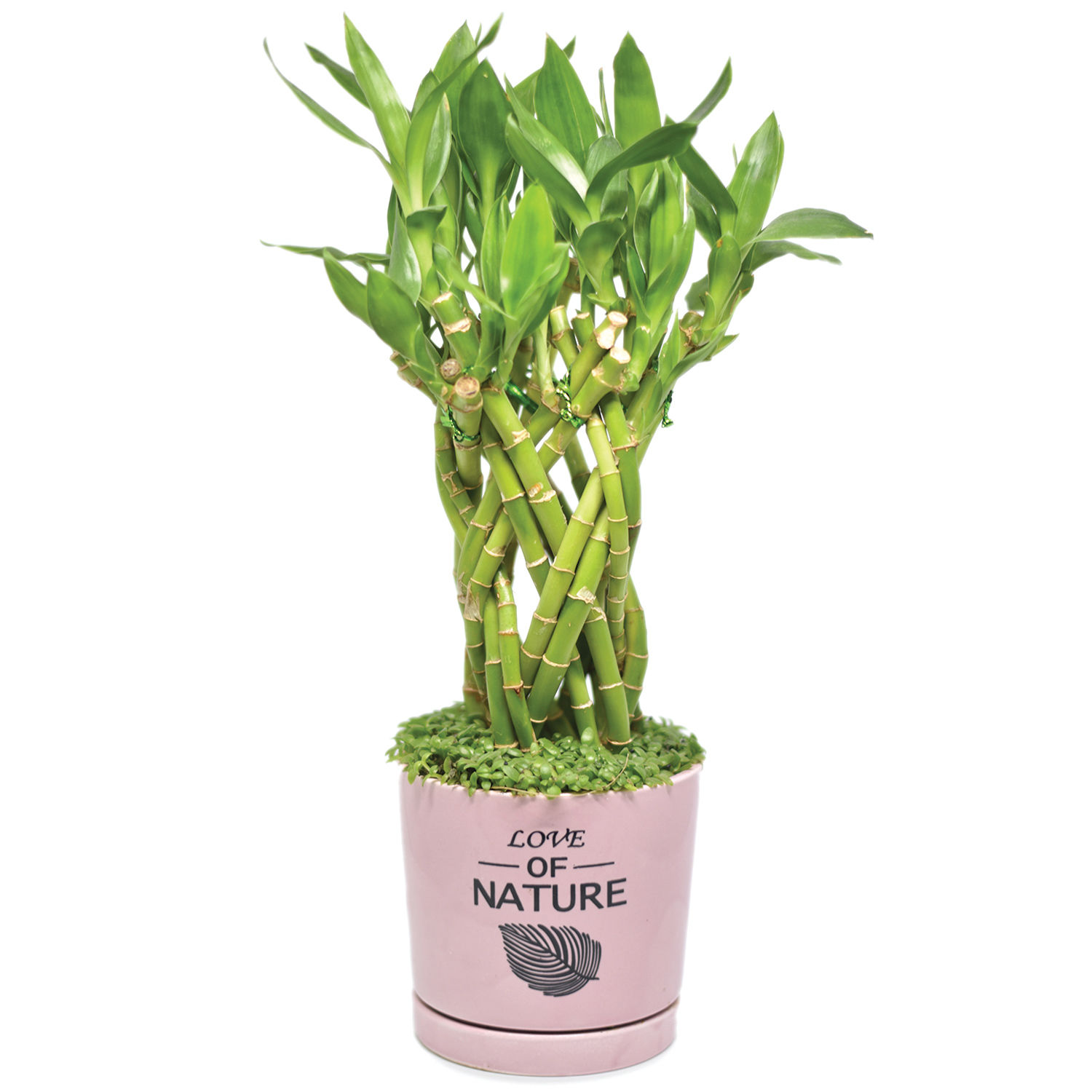 Beautifully Lucky Bamboo Plant Delivery in Singapore FNP SG