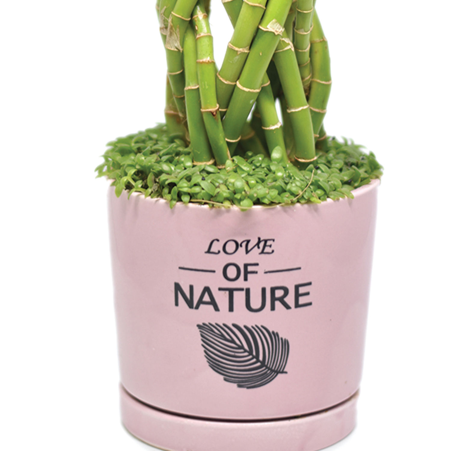 Beautifully Lucky Bamboo Plant Delivery in Singapore FNP SG