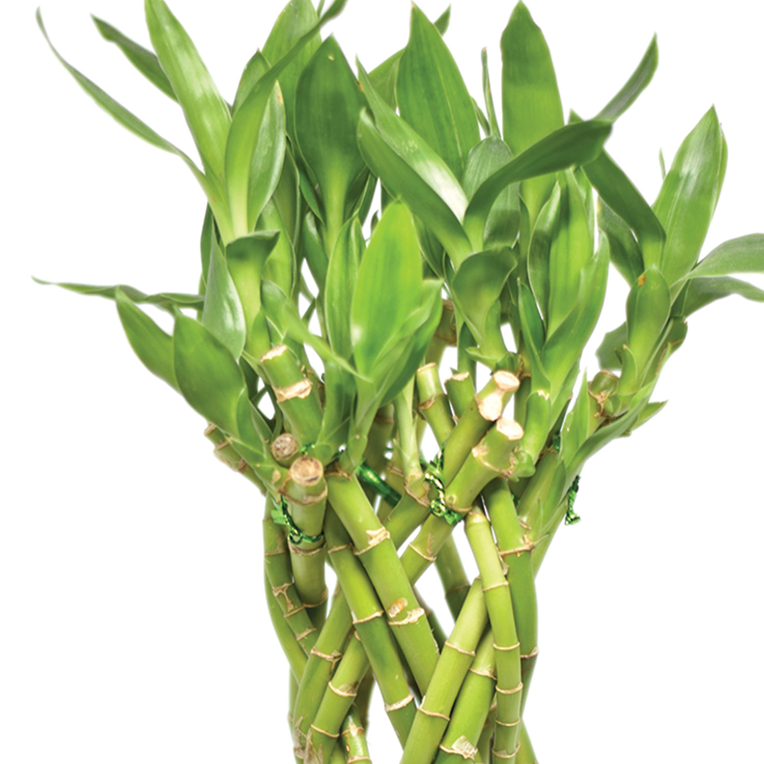 Beautifully Lucky Bamboo Plant Delivery in Singapore FNP SG