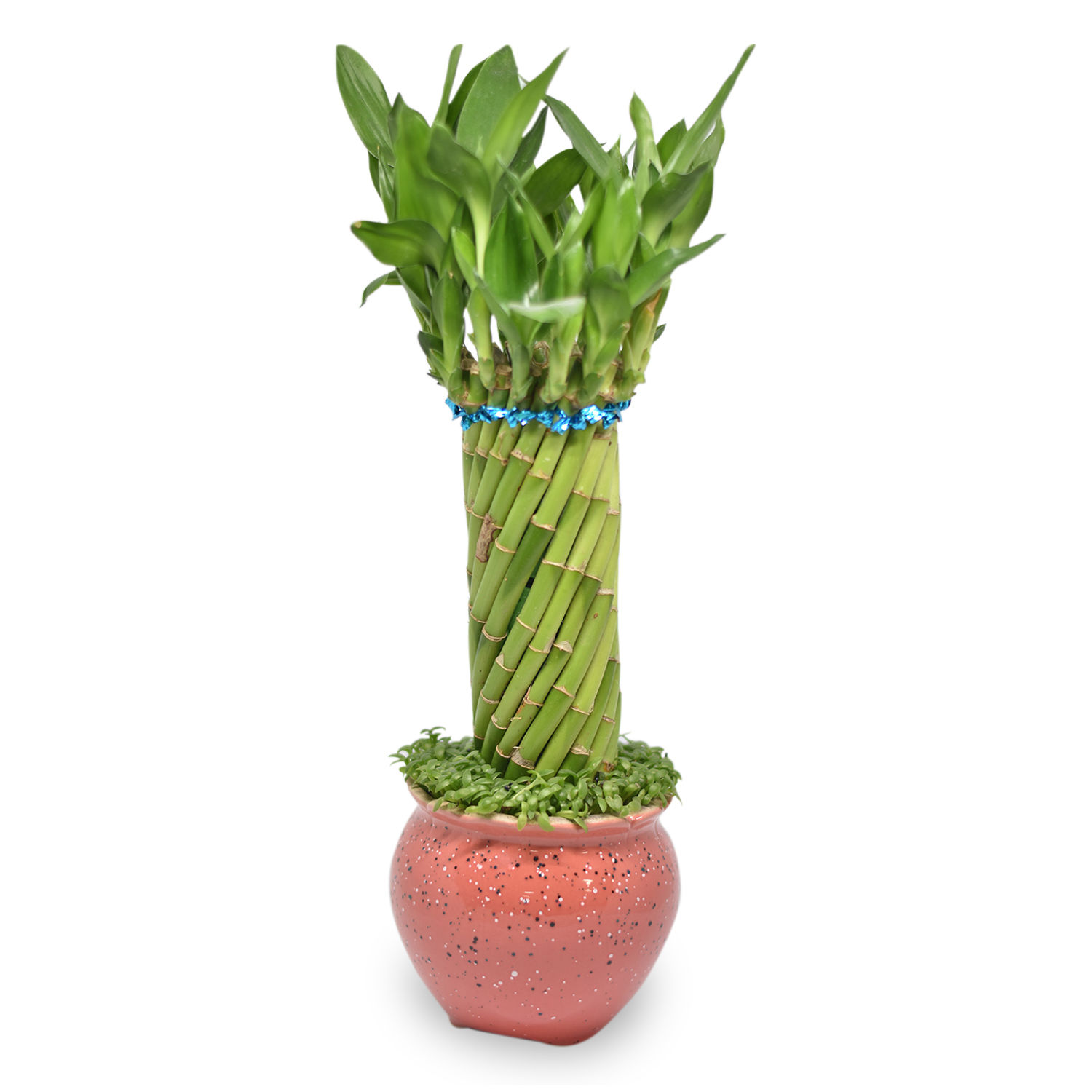 Cylindrical Lucky Bamboo Plant Delivery in Singapore FNP SG