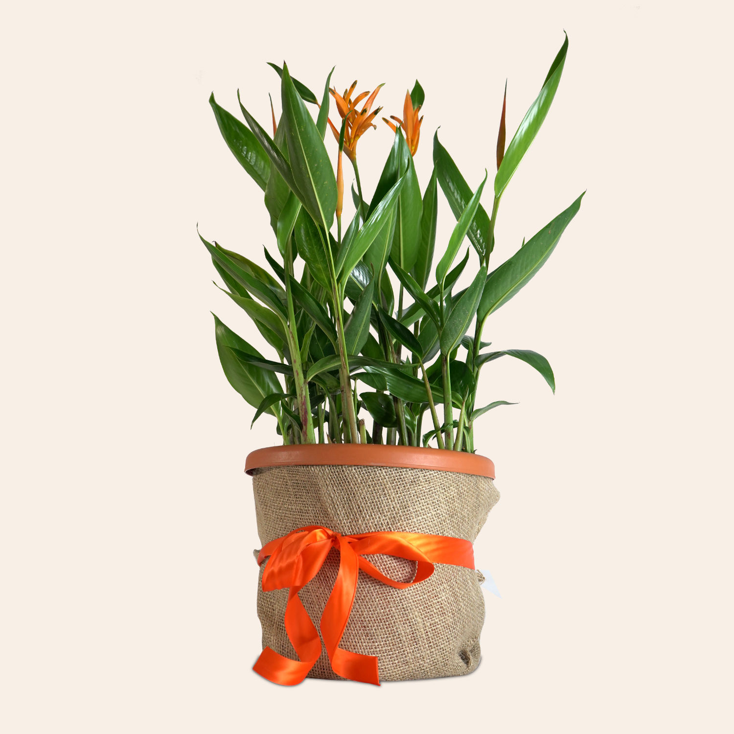 Bird of Paradise Delivery in Singapore FNP SG