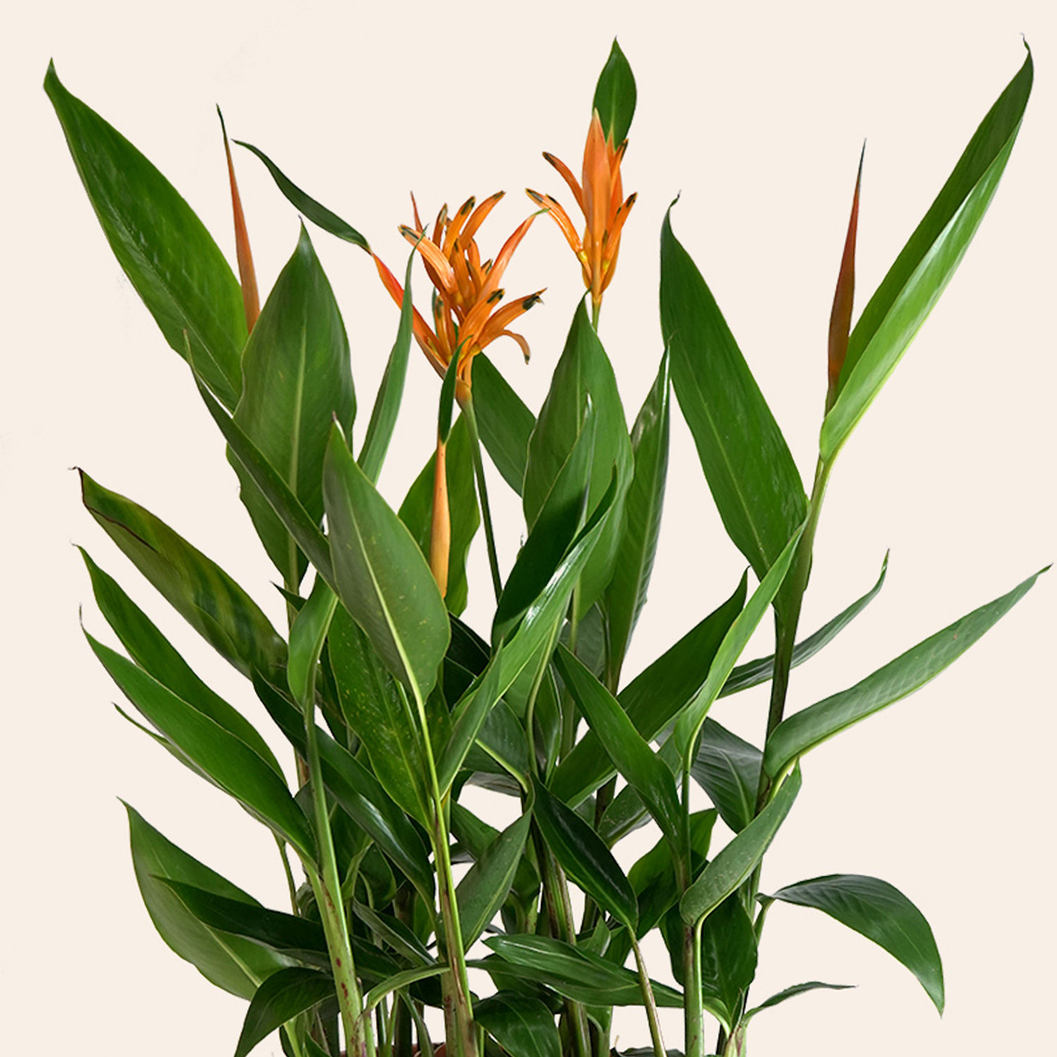 Bird of Paradise Delivery in Singapore FNP SG