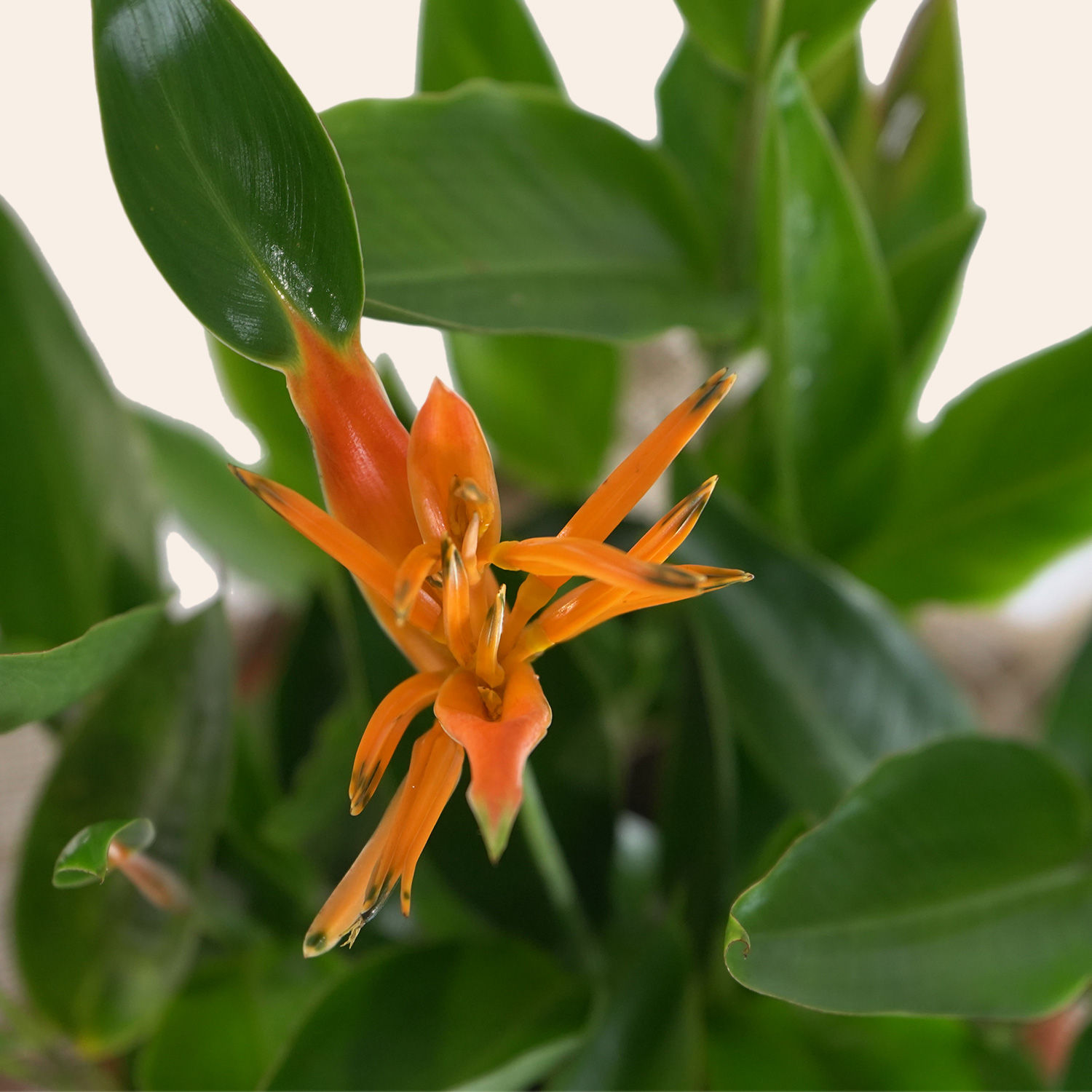 Bird of Paradise Delivery in Singapore FNP SG